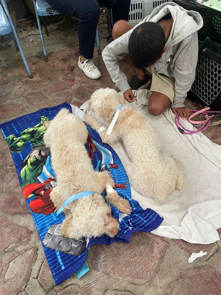 EsterilizaciÃ³n 2