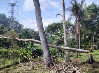 etesa-hace-un-llamado-a-evitar-la-tala-ilegal-por